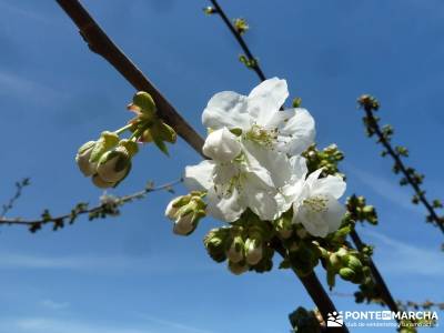 Cerezos en flor en el Valle del Jerte - Prunus Avium;senderismo grupo pequeño